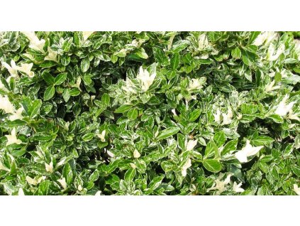euonymus fortunei harlequin 002 1024x1024