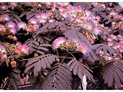 albizia 2