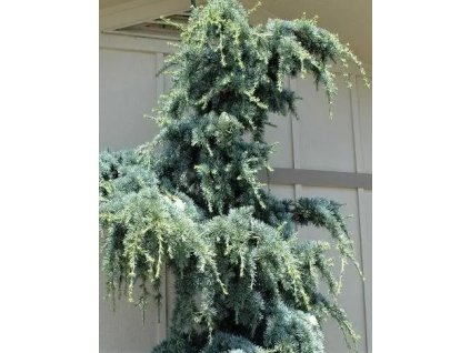 cedrus la fonaine