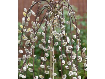 salix 1