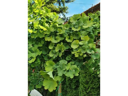 Ginko dvojlaločné na kmienku