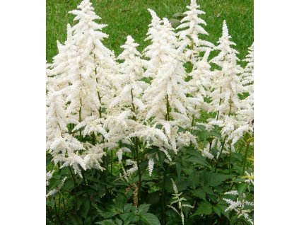 astilbe arendsii weisse gloria pluimspirea prachtspirea hires1x1
