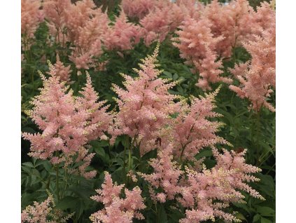 f4416ee2web horsford astilbe x japonica peach blossom 11330