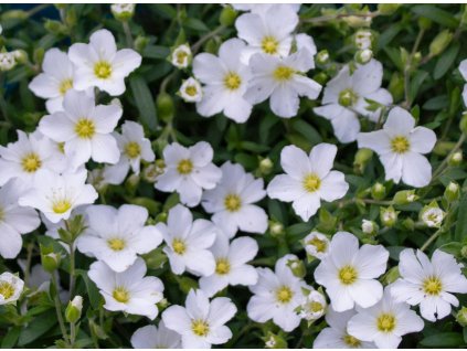 arenaria mountana 2
