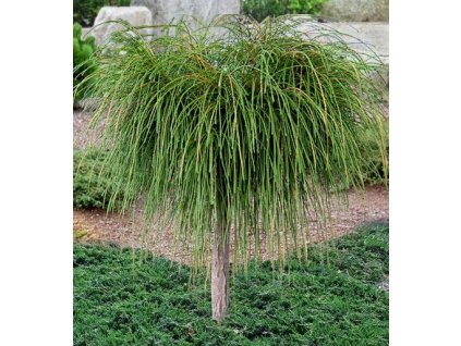 thuja plicata whipcord arbirvitae topiary tree 1