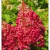 hydrangea paniculata wims red 02
