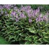 hosta fortuneii