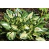 hosta captain kirk