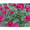 Peony Karl Rosenfield