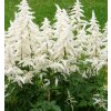 astilbe arendsii weisse gloria pluimspirea prachtspirea hires1x1