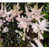 astilbe arendsii bumalda pluimspirea prachtspirea