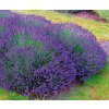 5cc1a9a5bbce4 1 lavande angustifolia essence purple bd