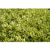 Thymus citriodorus EBAnderson 01