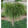 thuja plicata whipcord arbirvitae topiary tree 1