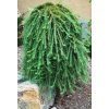 Weeping Larch 1