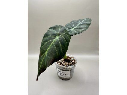 Alocasia Regal shield