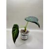 Alocasia Regal shield