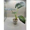 Alocasia Regal shield