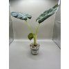 Alocasia Regal shield
