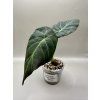 Alocasia Regal shield