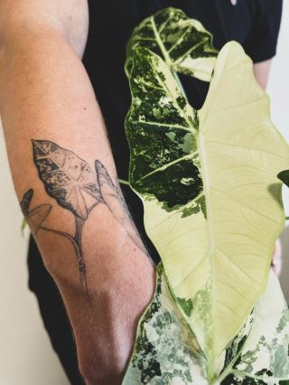 Tattoo of Alocasia Frydek from @yespes_tattoo 🤩🤩🤩 Alocasia Frydek variegated FOREVER 💚🤍 Ještě budeme dodělávat stínování,...
