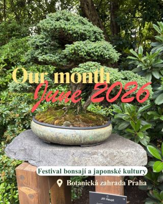 Měsíc červen zachycen na pár fotkách. ❤️💚🪴 1. Návštěva festivalu bonsají a japonské kultury - vedle alocasií máme doma i...