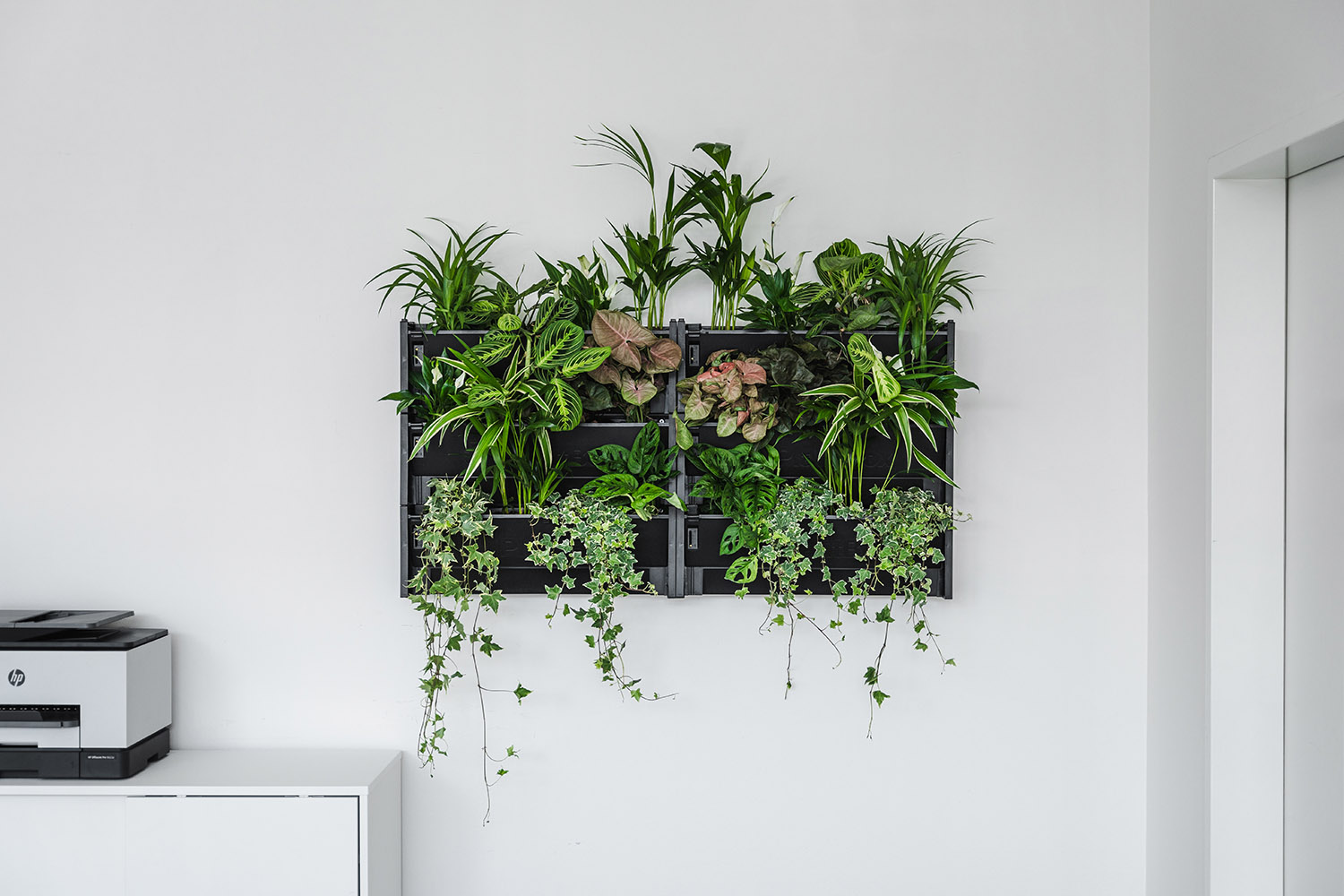 Jaké volíme rostliny?