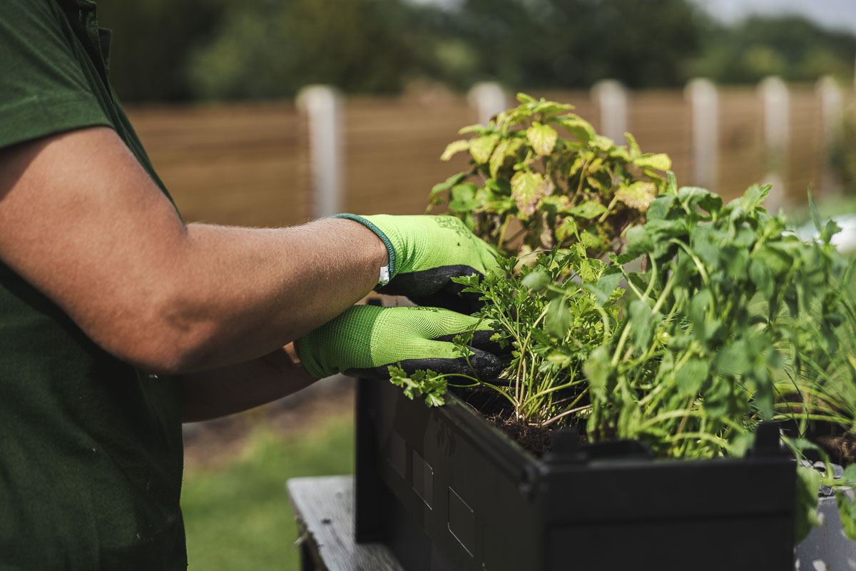Jak si osázet Plantwall?