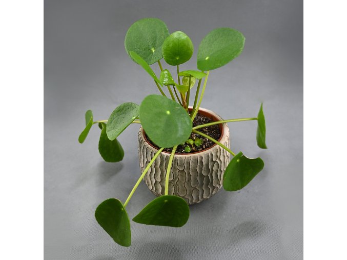 Pilea peperomioides