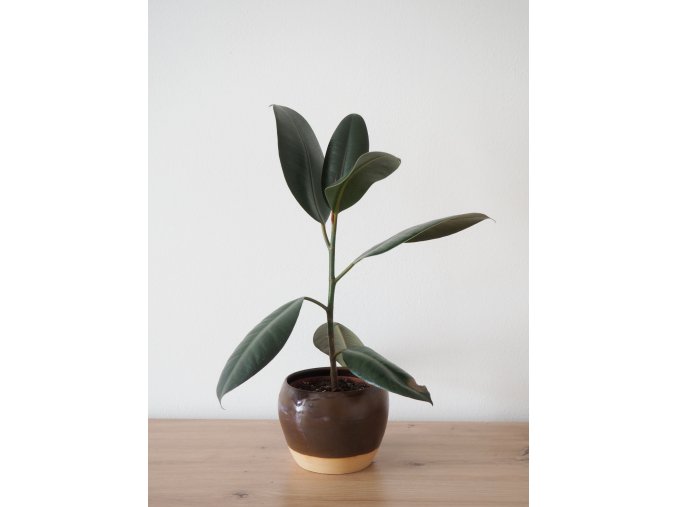 ficus abidjan