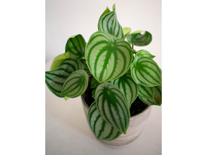 Peperomia argyreia