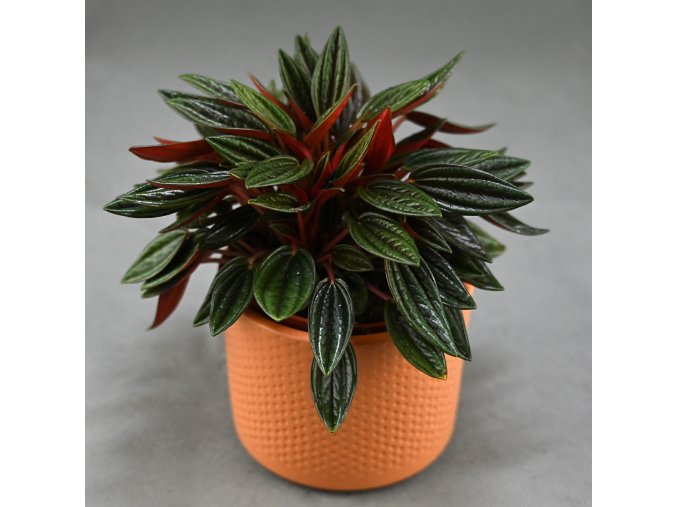 Peperomia caperata 'Rosso'