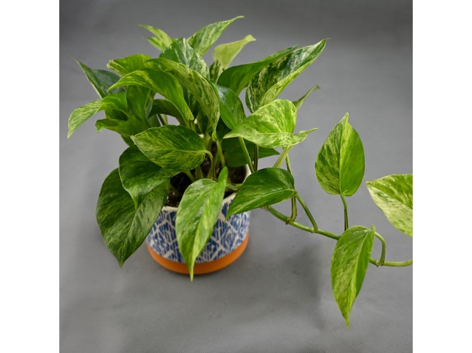 epipremnum marble queen