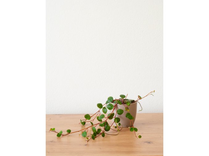 peperomia pepperspot