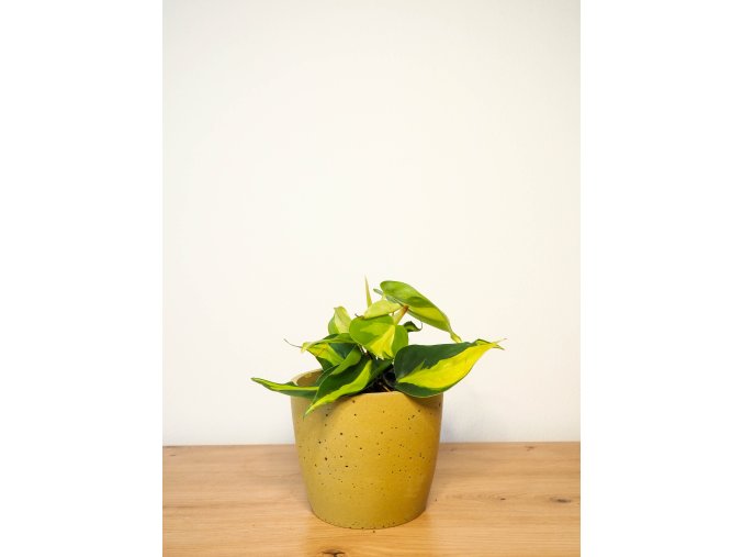 Philodendron brasil