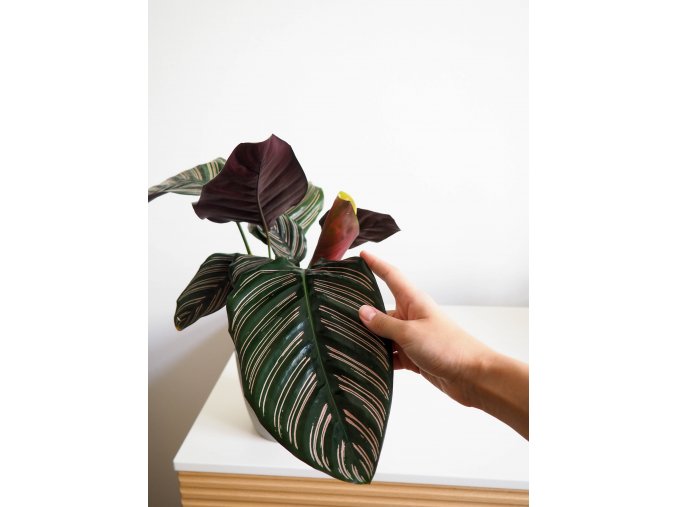 calathea sanderiana 1