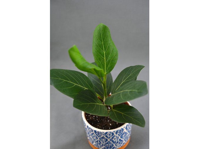 ficus audrey 2