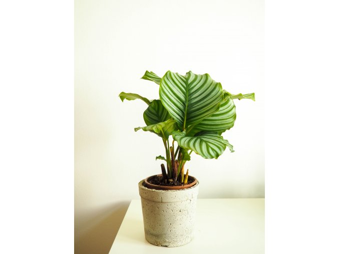 calathea orbifolia