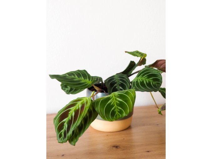 maranta exclusive gray