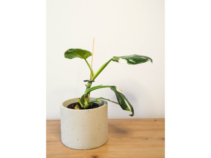 philodendron white wizard