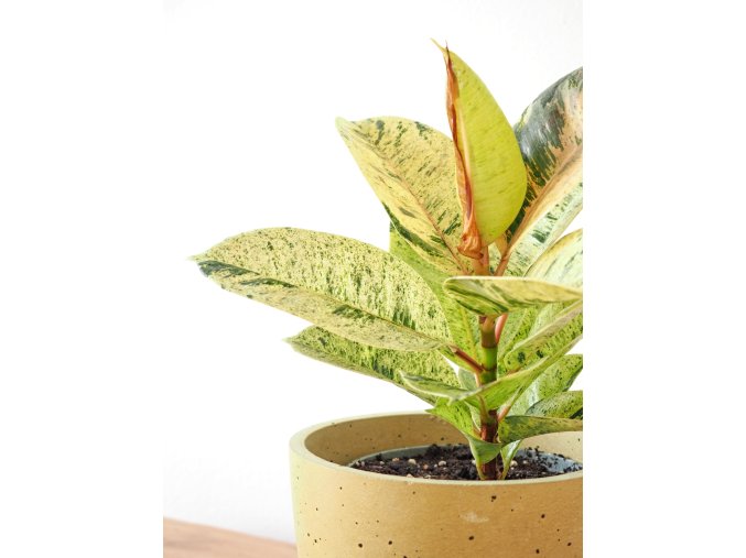 ficus schiveriana1