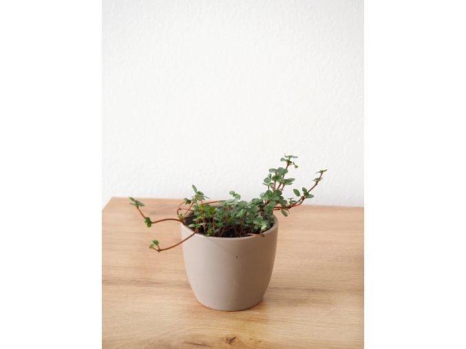 pilea glauca