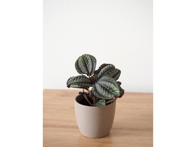 pilea norfolk