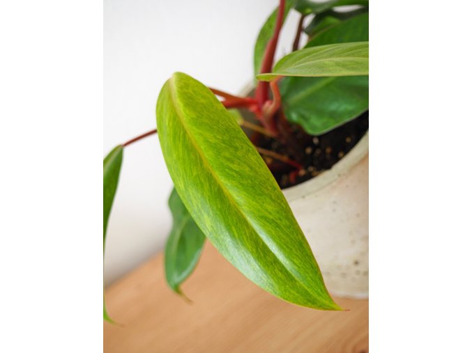 Philodendron painted lady
