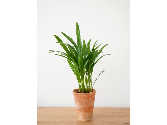 dypsis 2