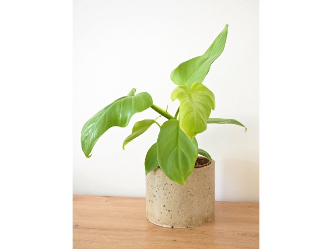 Philodendron bipennifolium aurea 2