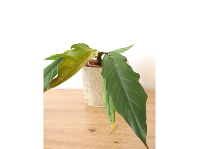 philodendron pluto caramel