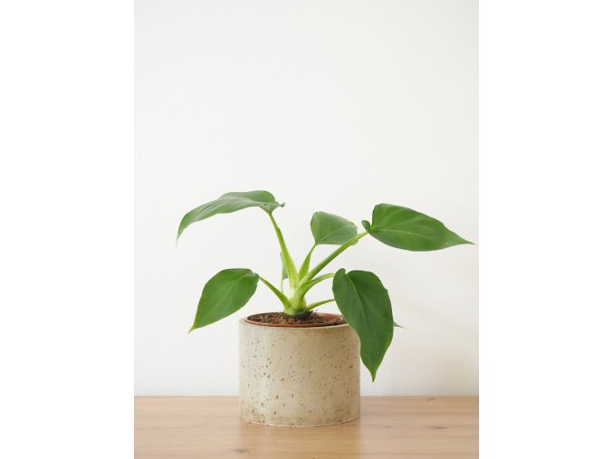 philodendron warscewiczii