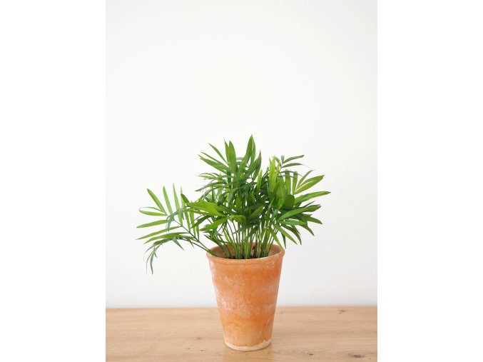 chamaedorea elegans