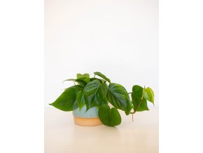 philodendron scansens